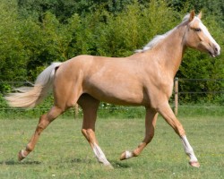 broodmare Ciqala (Swedish Warmblood, 2020, from Viggo B Magiq)