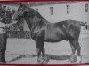 stallion Emshörn SN 546 (Mo) (Alt-Oldenburger / Ostfriesen, 1933, from Emshörn 1637)