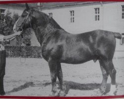 stallion Emshörn SN 546 (Mo) (Alt-Oldenburger / Ostfriesen, 1933, from Emshörn 1637)