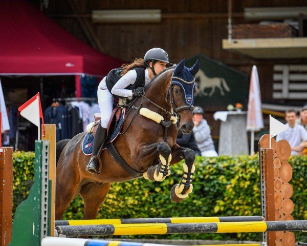 jumper Qualido 6 (German Sport Horse, 2018, from Quite Carenzo)