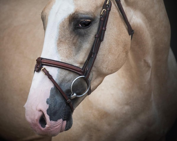 stallion Viggo B Magiq (Swedish Warmblood, 2015, from Vivaldi K)