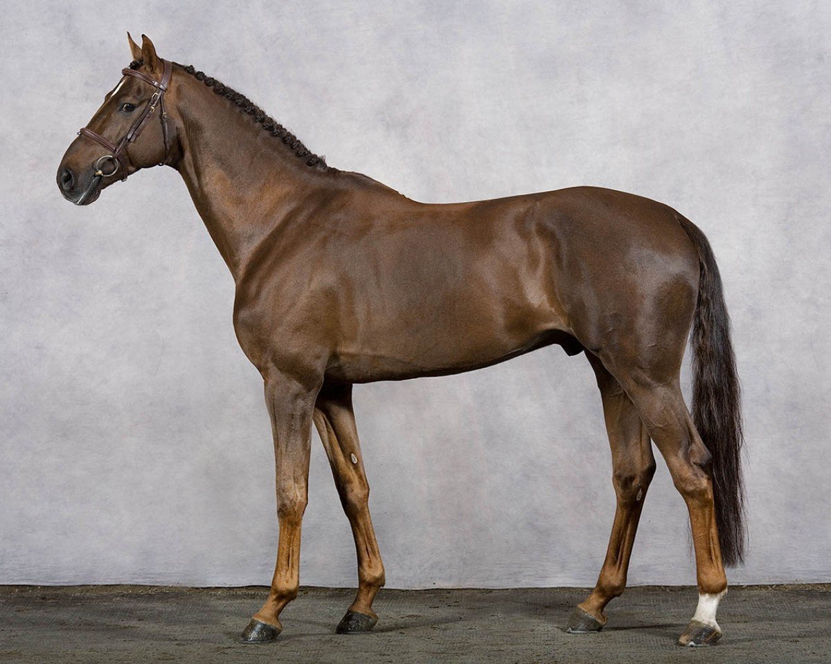 jumper Vivaldi K (KWPN (Royal Dutch Sporthorse), 2002, from Indoctro)
