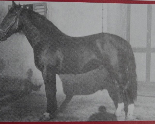 stallion Elan Th 753 (Alt-Oldenburger / Ostfriesen, 1953, from Elegant 2104)