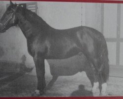 stallion Elan Th 753 (Alt-Oldenburger / Ostfriesen, 1953, from Elegant 2104)