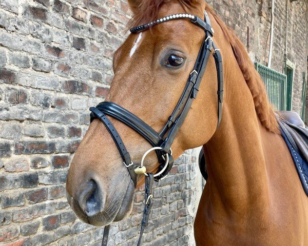 jumper Balou de l'Amour (Hanoverian, 2018, from Balou Peggio)