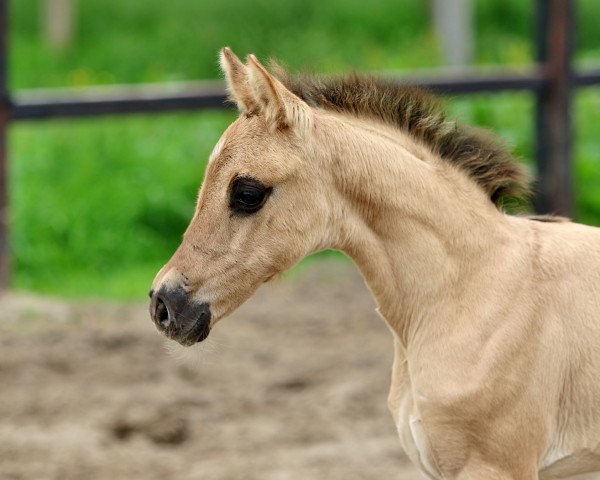 dressage horse Francesca da Rimini (German Riding Pony, 2021, from Für immer du)