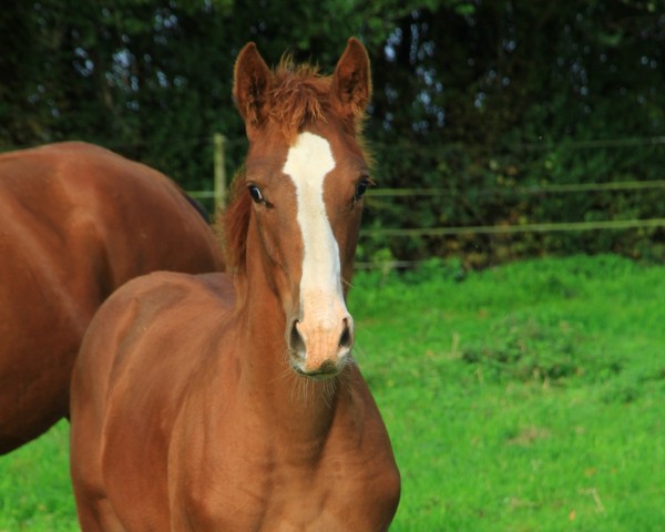 broodmare Hizyna de Bélhème (Selle Français, 2017, from Zirocco Blue)