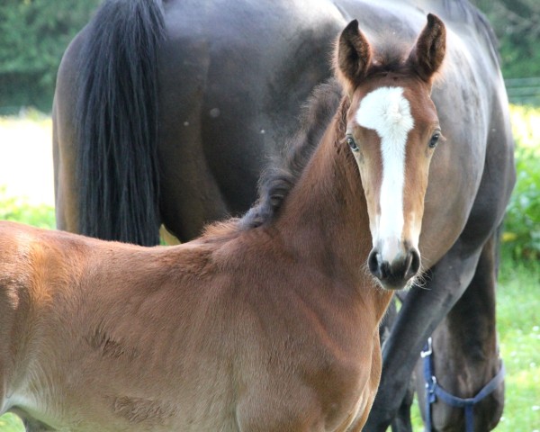 Springpferd Jaimix de Bélhème (Selle Français, 2019, von Querlybet Hero)