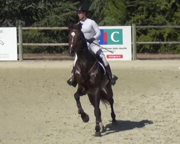 stallion Hizyblue de Belheme (Selle Français, 2017, from Zirocco Blue)