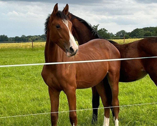 jumper New Star de Bélhème (Selle Français, 2023, from Balou Star)