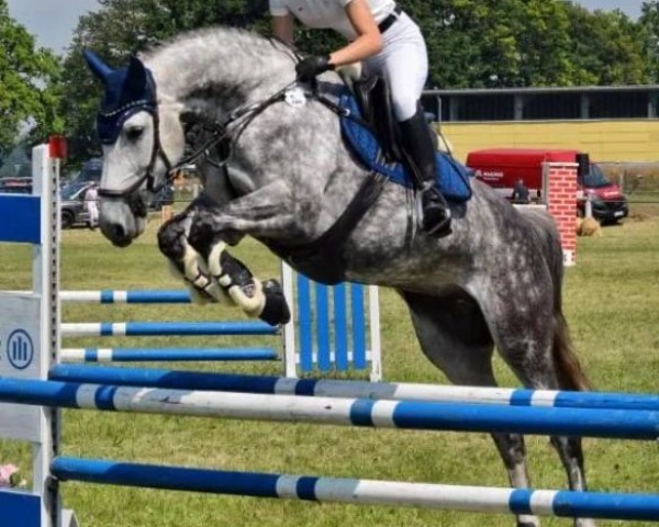 Zuchtstute Helix 13 (Deutsches Sportpferd, 2017, von Hickstead White)