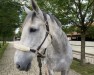 jumper A Touch of Candy Grey (Irish Sport Horse, 2013, from Sligo Candy Boy)