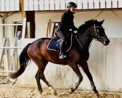 jumper Babybell TTZ (German Sport Horse, 2018, from Balou Star)