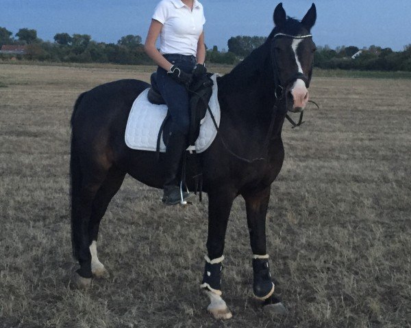 dressage horse Calenberg's Bandit (German Riding Pony, 2001, from Boss jun.)