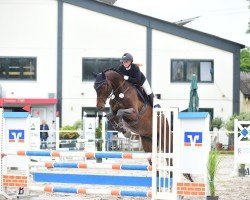 jumper Caro Ass 25 (Oldenburg show jumper, 2018, from Casallco)