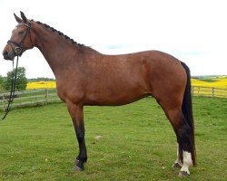 broodmare Duschesse SD (Swedish Warmblood,  , from Ampère)