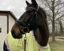 dressage horse Dancing Diamond 36 (Oldenburg, 2015, from Diamond Hit)