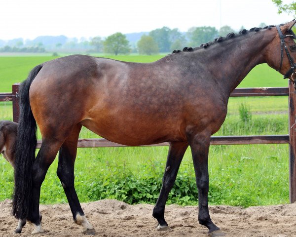 broodmare Flora (Oldenburg, 2008, from Florencio I)