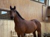 broodmare Charis (Rhinelander, 2003)