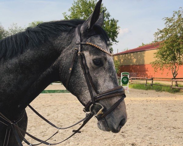 jumper Go Gustav 2 (Hanoverian, 2020, from Grey Top)