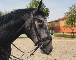 jumper Go Gustav 2 (Hanoverian, 2020, from Grey Top)