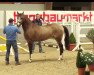 Dressurpferd Curtis (Deutsches Reitpony, 2011, von FS Champion de Luxe)