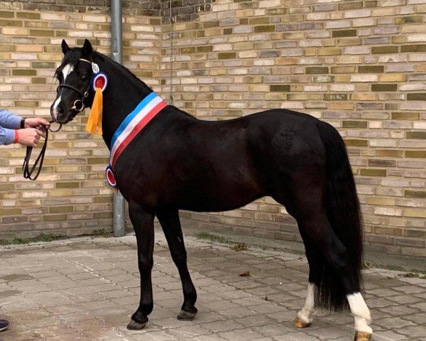 stallion Stenderups Olympic (Welsh-Pony (Section B), 2020, from Tijd Vlijt's Oreon)