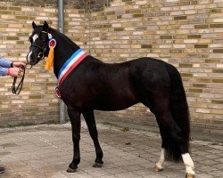 Deckhengst Stenderups Olympic (Welsh Pony (Sek.B), 2020, von Tijd Vlijt's Oreon)