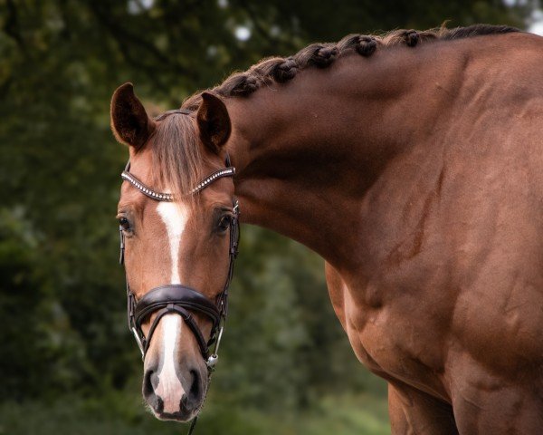 dressage horse Bonds Double Hs (Rhinelander, 2018, from Bonds)