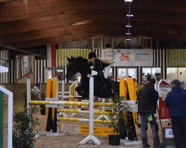 Springpferd L'Amour U (Luxemburgisches Reitpferd, 2009, von Lancer II)