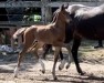 foal by Volltreffer von Busch (Oldenburg, 2024, from Valverdos)