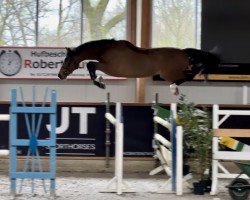 jumper Diamants Boy (Westphalian, 2020, from Diamant de Casall)