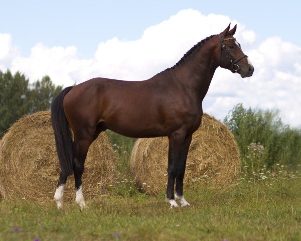 Deckhengst Kasper (KWPN (Niederländisches Warmblut), 2015, von Eldorado vd Zeshoek Tn)