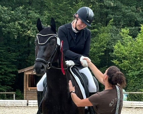 dressage horse MacGyver 3 (Oldenburg, 2018, from DSP Marc Cain)