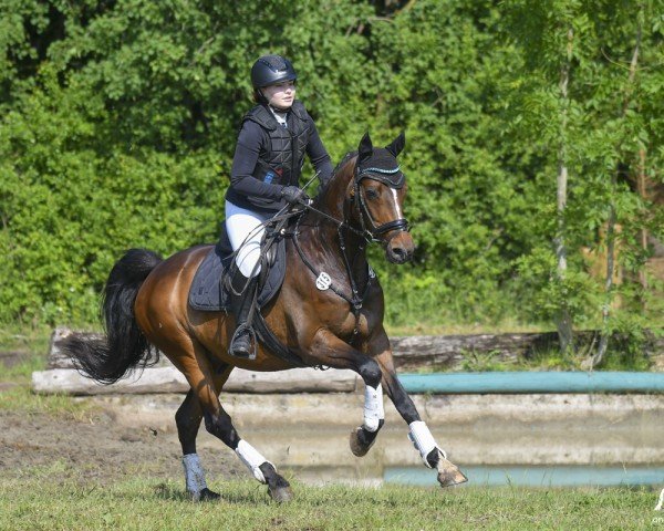 jumper Nobility M (German Riding Pony, 2013, from Nutrix)