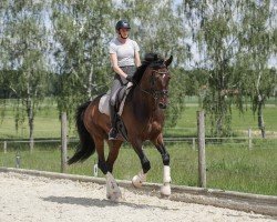 dressage horse Buen Chico (Hanoverian, 2016, from Buckingham)