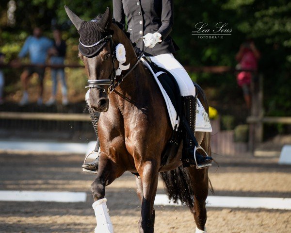 dressage horse Dear Little Miss Sunshine LR (Rhinelander, 2017, from De Niro Gold 3)