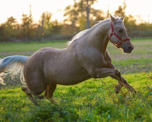 Pferd Frozen (Quarter Horse, 2007)