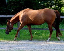 horse Gunners Jo Bell (Quarter Horse, 2019)