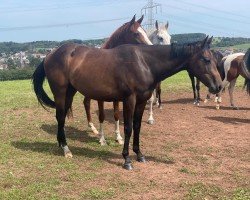 Pferd Polly Roddin Star (Quarter Horse, 2022)