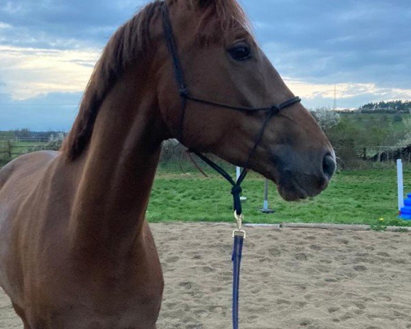 dressage horse Descarado 40 (Hanoverian, 2018, from Desperado)