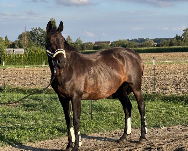 broodmare C-Ruby (Württemberger, 2010, from Landjonker (Fruhling))