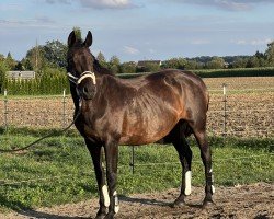 broodmare C-Ruby (Württemberger, 2010, from Landjonker (Fruhling))