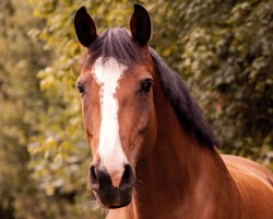 Springpferd Feline N (Holsteiner, 2013, von Colman)