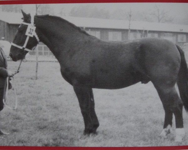 Deckhengst Forstwirt Mo 1156 (Schweres Warmblut, 1958, von Forstmann S-A 358)