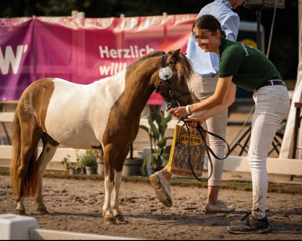 Pferd Schwalbenkind aus den Auewiesen (Dt.Part-bred Shetland Pony, 2020, von Willi Weitblick)