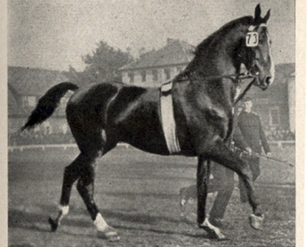 stallion Florett 1083 (Hanoverian, 1923, from Fling)