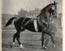 horse Florett 1083 (Hanoverian, 1923, from Fling)