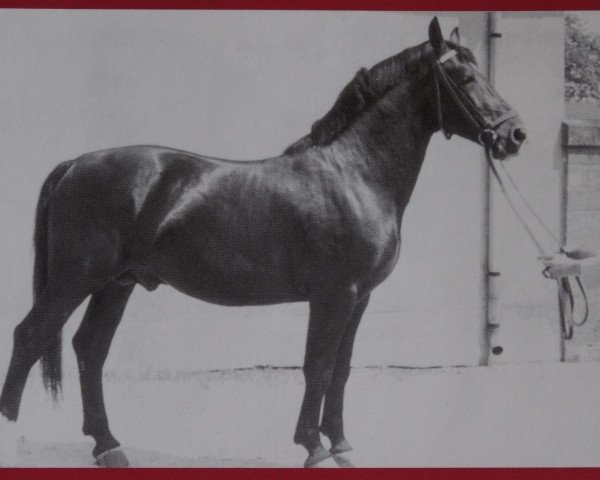 stallion Goliath Mo 1150 (Heavy Warmblood, 1958, from Goldschnitt Mo 392)