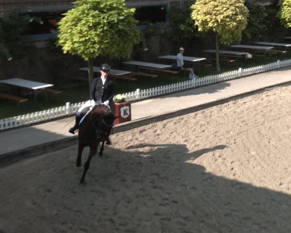 Reitturnier Gerasdorf bei Wien 2024